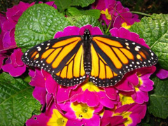 Monarch Butterfyl